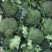 西蓝花苗炎秀耐寒优秀先正达蔓陀绿品种质量保证