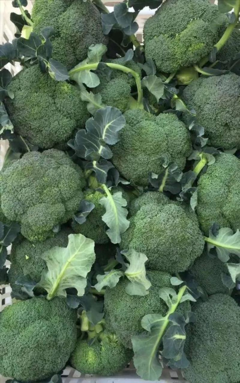 西蓝花苗炎秀耐寒优秀先正达蔓陀绿品种质量保证