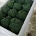 西蓝花苗炎秀耐寒优秀先正达蔓陀绿品种质量保证