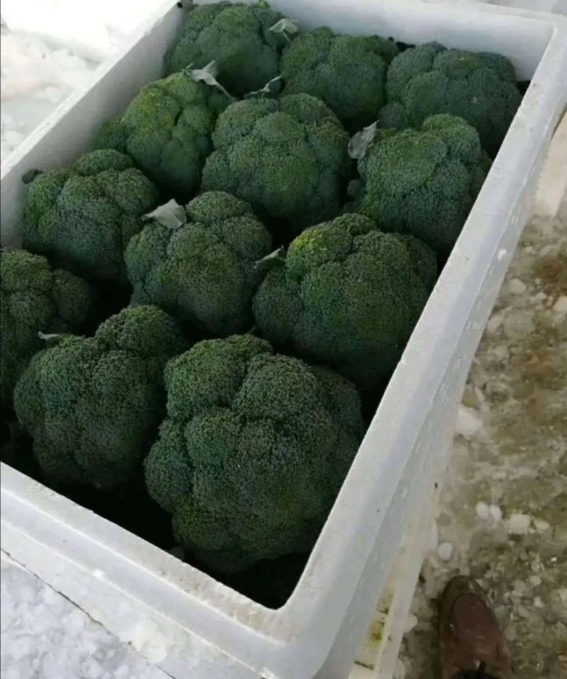 西蓝花苗炎秀耐寒优秀先正达蔓陀绿品种质量保证