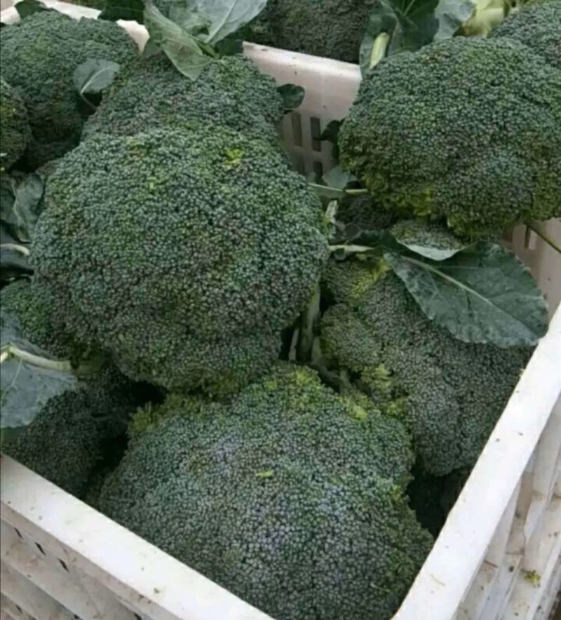 西蓝花苗炎秀耐寒优秀先正达蔓陀绿品种质量保证