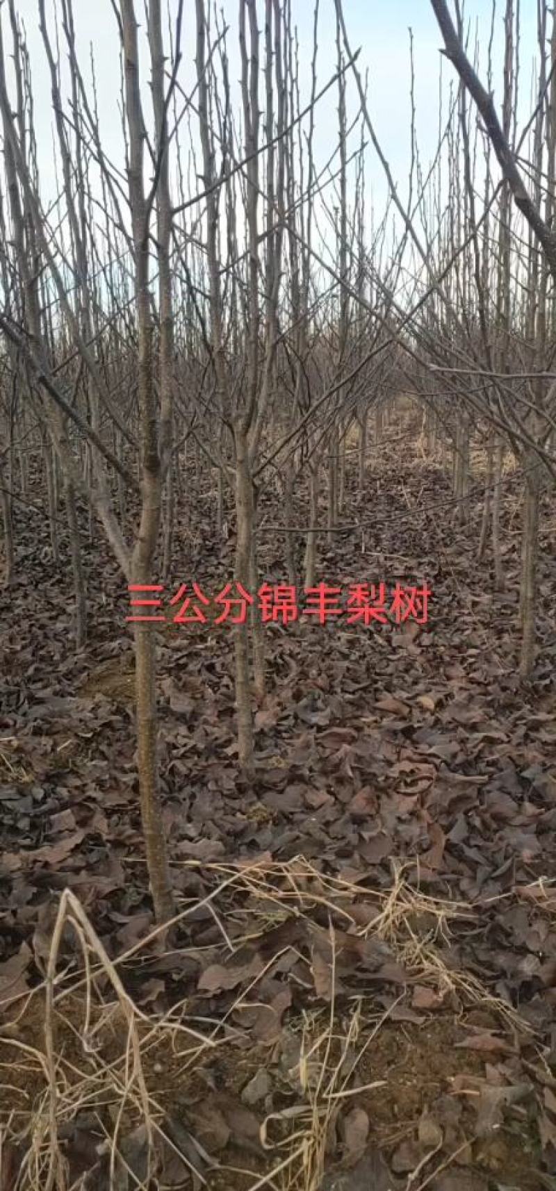 梨树苗梨树品种齐全质量保证价格便宜