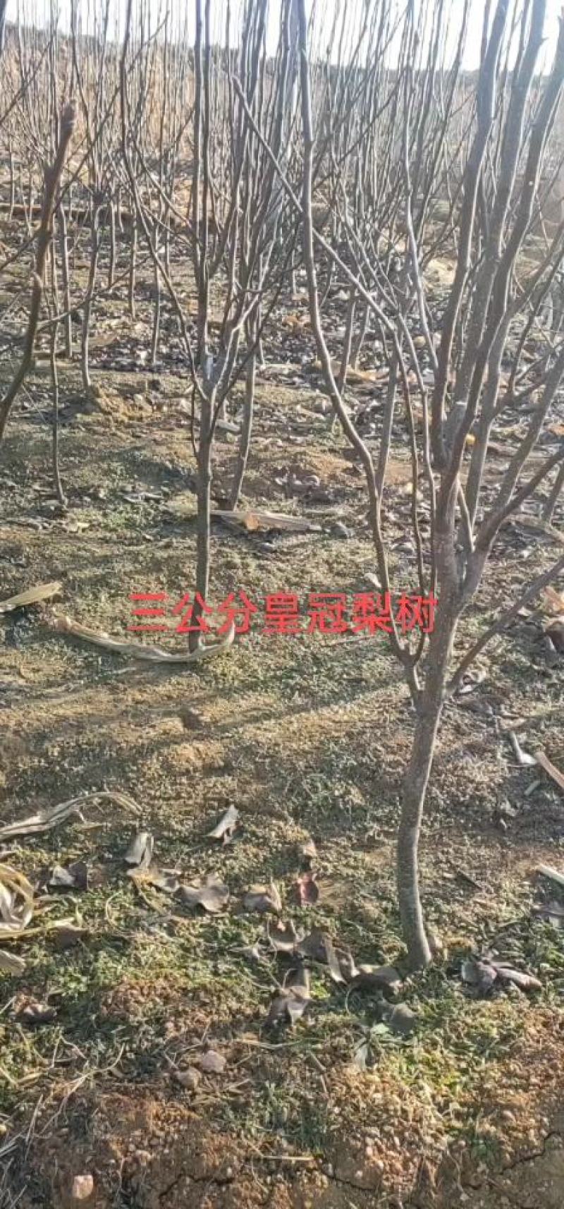 梨树苗梨树品种齐全质量保证价格便宜