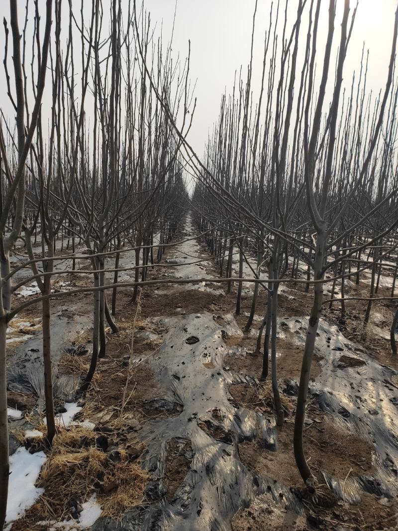 梨树苗梨树品种齐全质量保证价格便宜