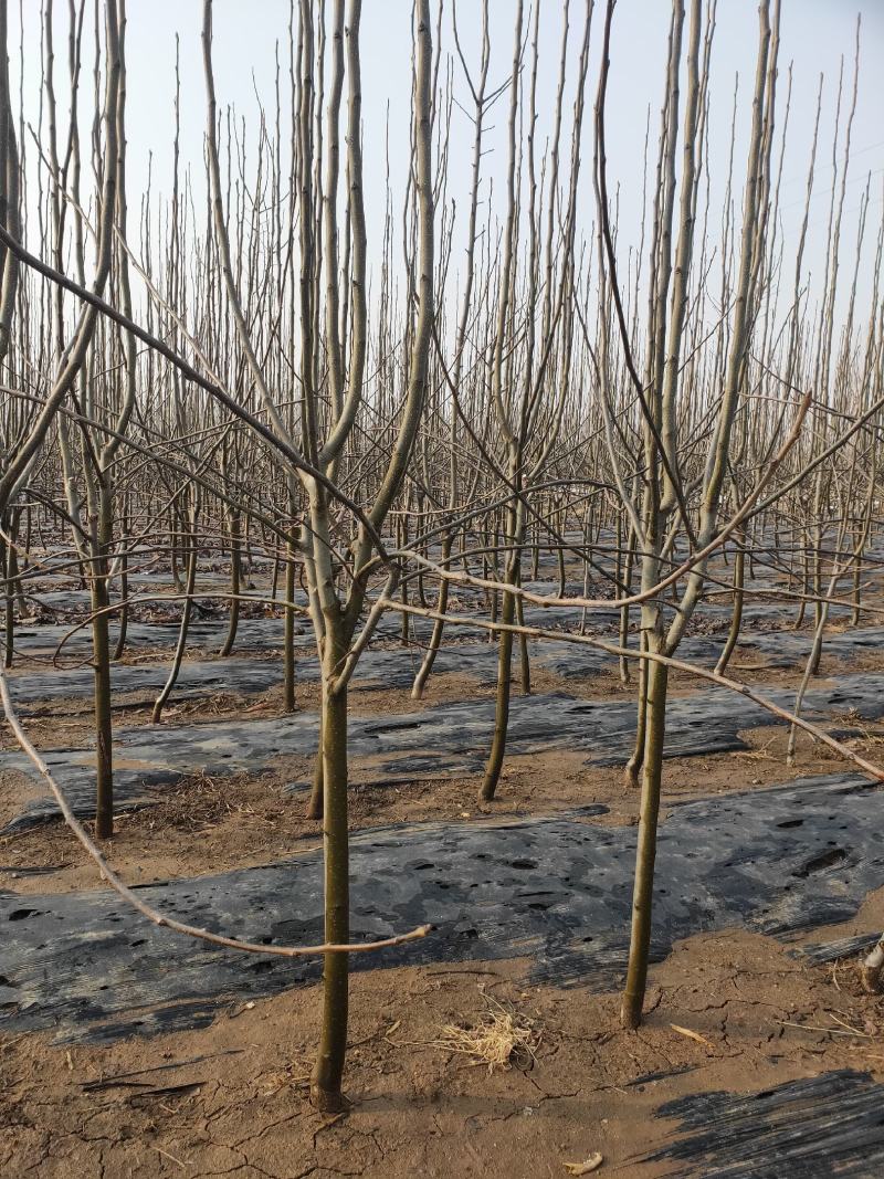 梨树苗梨树品种齐全质量保证价格便宜