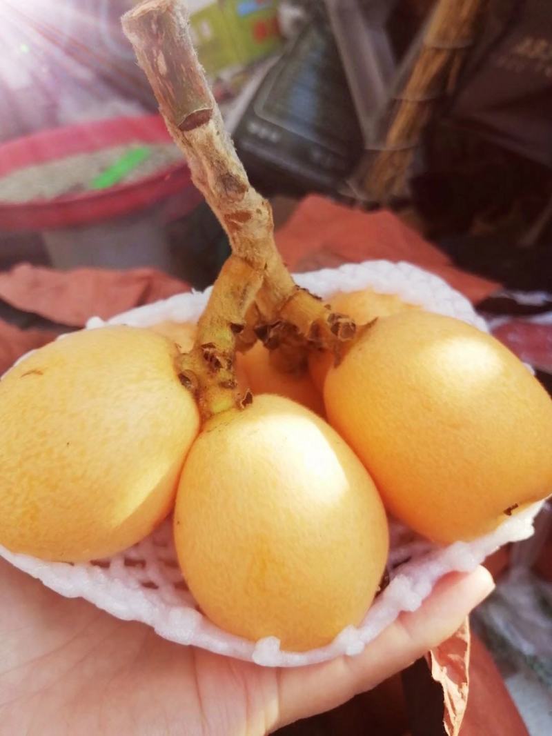 汉源大五星枇杷现已大量上市，果面干净，漂亮，味道巴适。