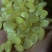 精品皂角米大双荚（雪莲子），