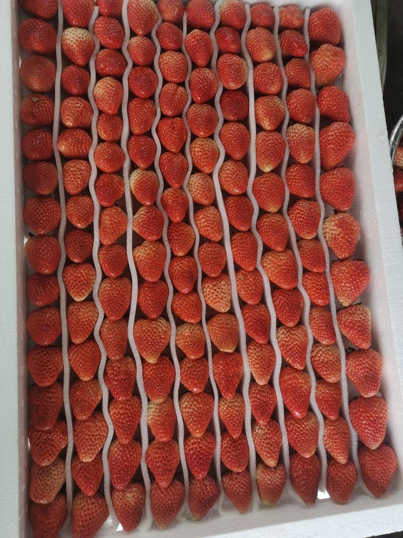 红颜草莓，大量有货。