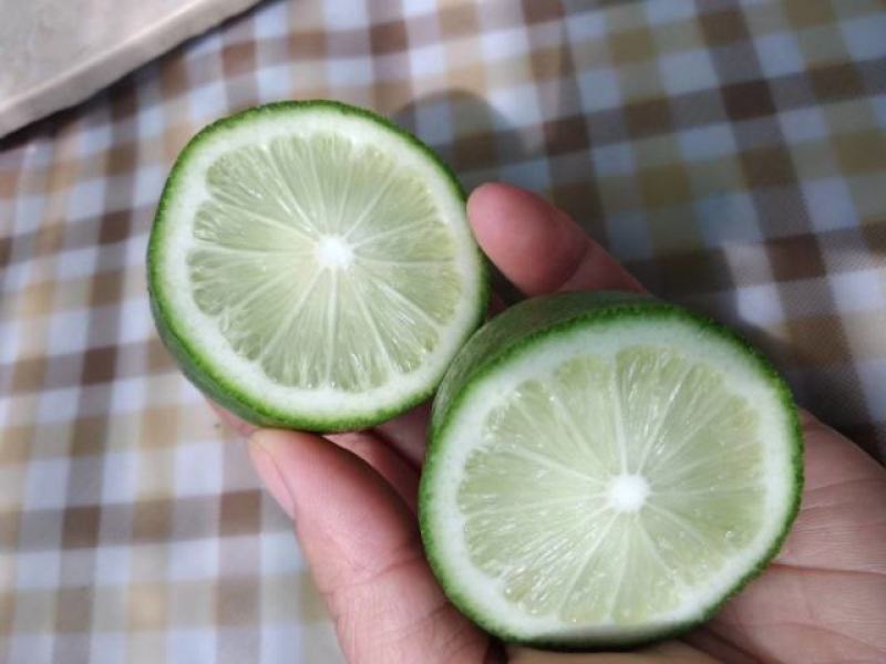 正宗台湾香水柠檬包无籽包正宗扦插苗嫁接苗柠檬苗