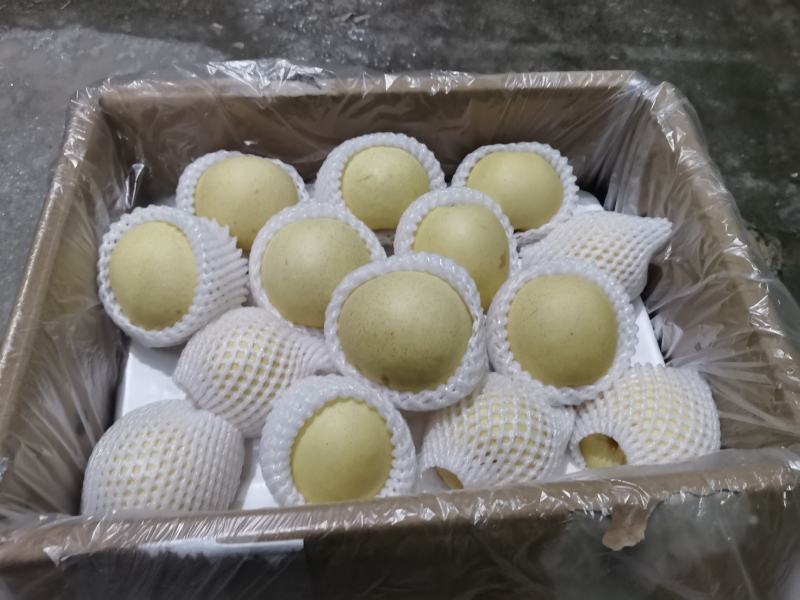 （优选）精品皇冠质量好口感脆甜产地供应适合一二三线城市