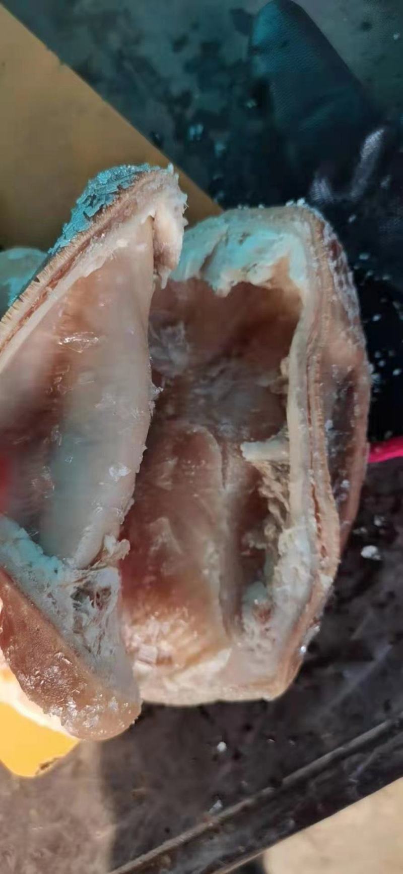 熟猪肚，物美价廉，质量好油少特价常年供应