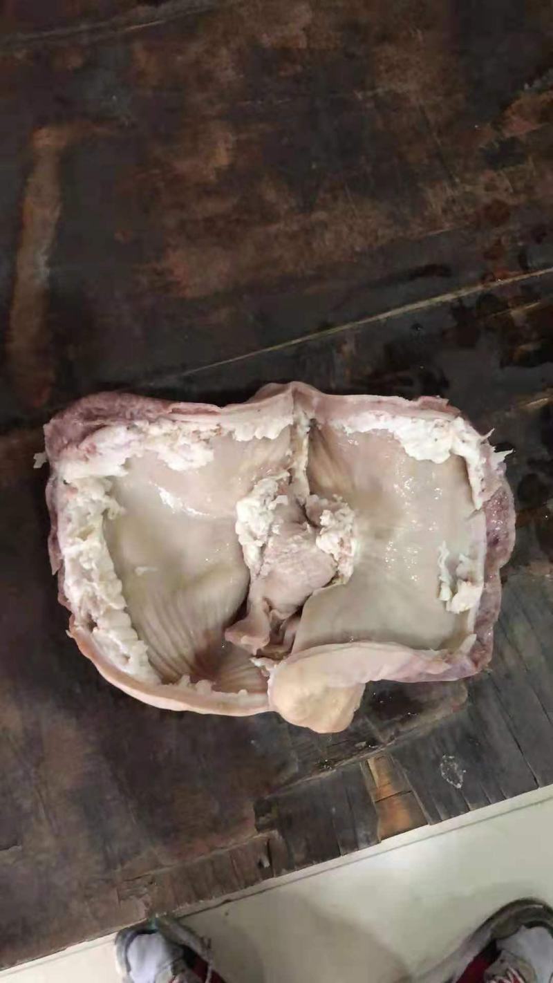 熟猪肚，物美价廉，质量好油少特价常年供应