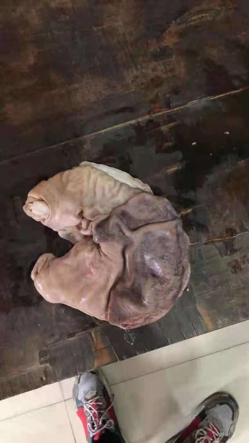 熟猪肚，物美价廉，质量好油少特价常年供应