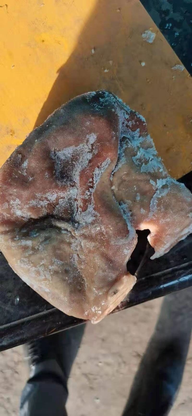 熟猪肚，物美价廉，质量好油少特价常年供应