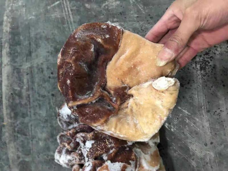 熟猪肚，物美价廉，质量好油少特价常年供应