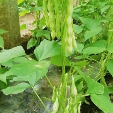 七粒白不老白芸豆大量上市了