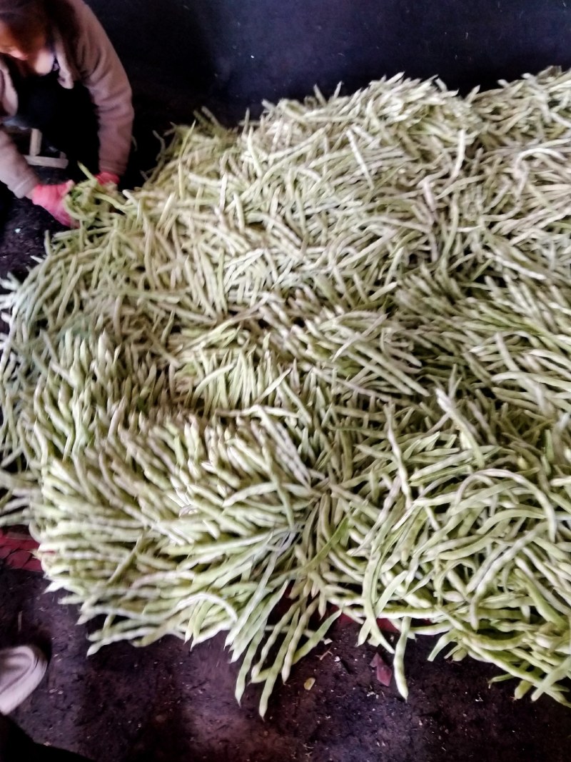 七粒白不老白芸豆大量上市了