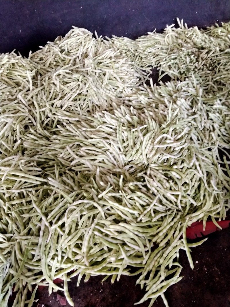 七粒白不老白芸豆大量上市了