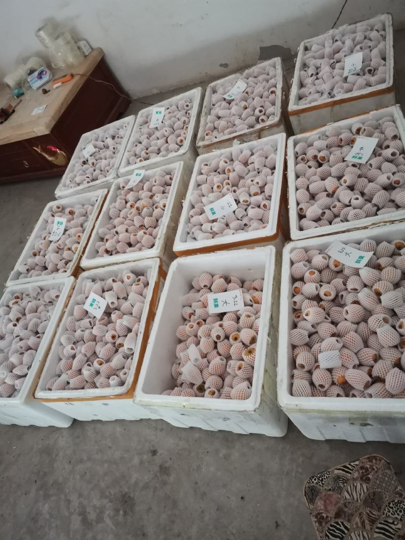 云南省大兴镇老街枇杷大量上市了，欢迎老板来收购了