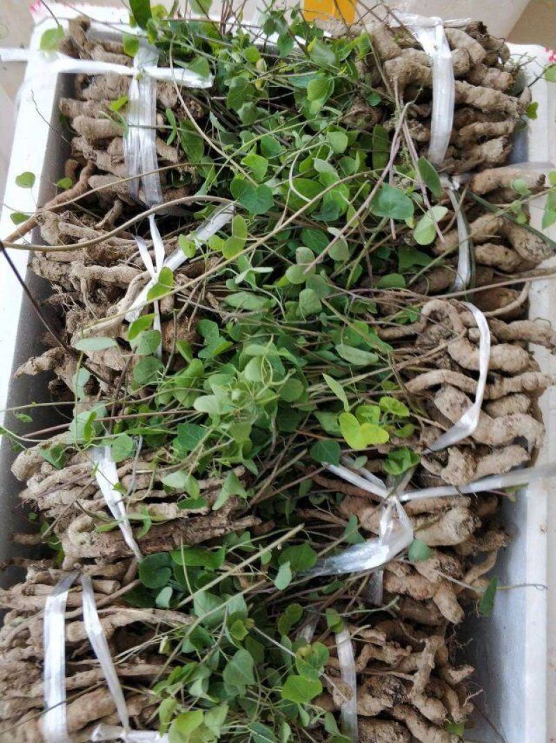 粉防己种子苗块茎苗