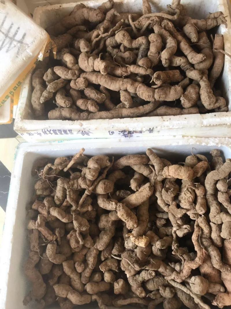 粉防己种子苗块茎苗