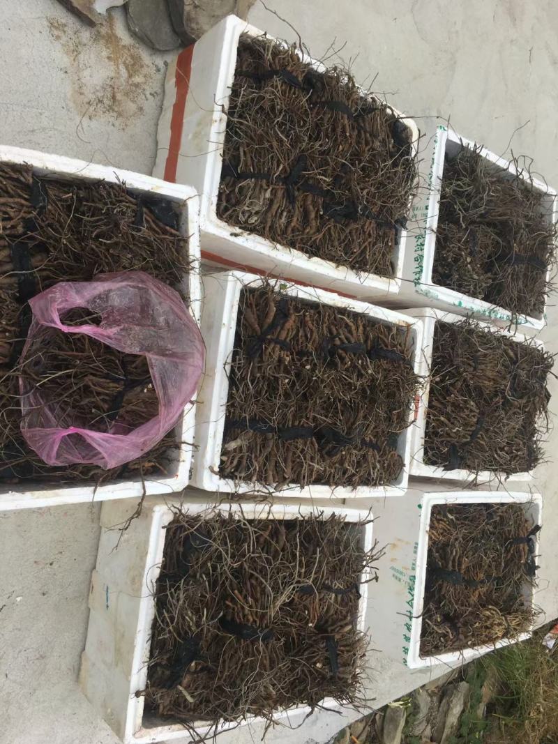 粉防己种子苗块茎苗