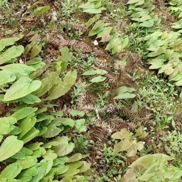 淫羊藿。
