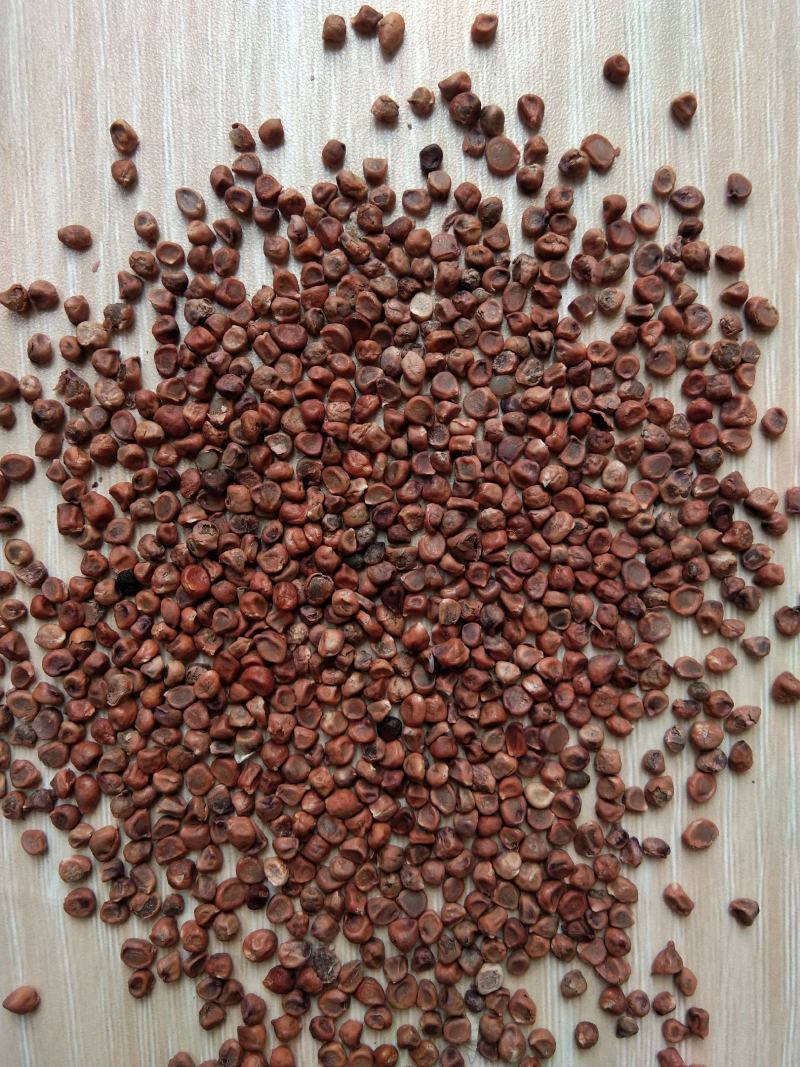 新产马莲种子马莲花籽马莲子多年生可在线交易
