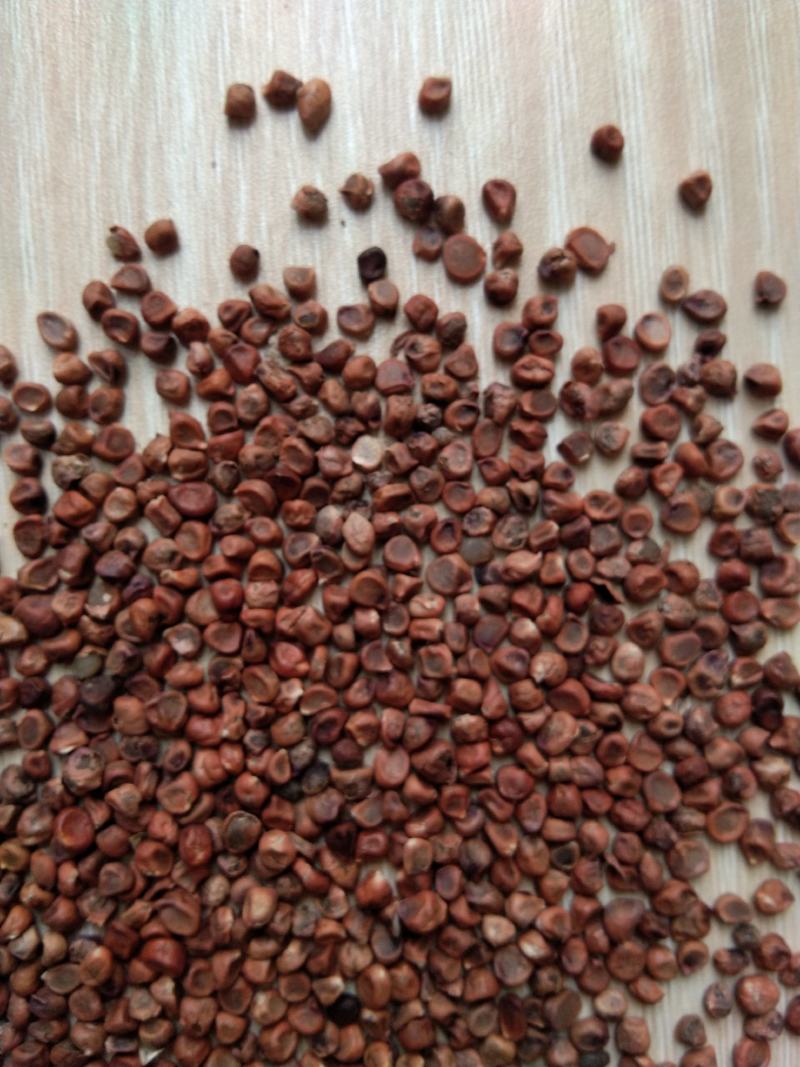 新产马莲种子马莲花籽马莲子多年生可在线交易