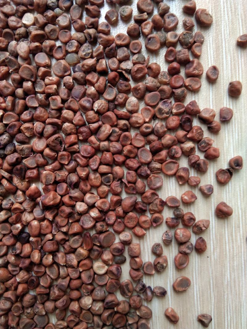 新产马莲种子马莲花籽马莲子多年生可在线交易