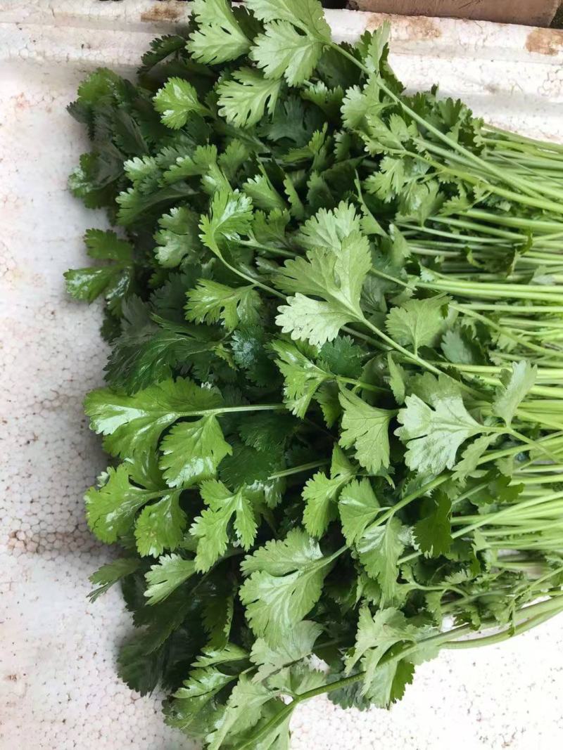 香菜种子意大利香菜种子四季可播种子速生四季香菜种子