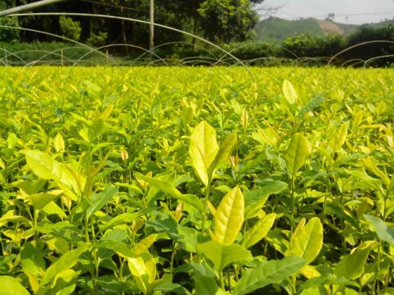 供应茶苗茶树苗两年苗龄黄金芽茶苗龙井茶苗金牡丹茶苗