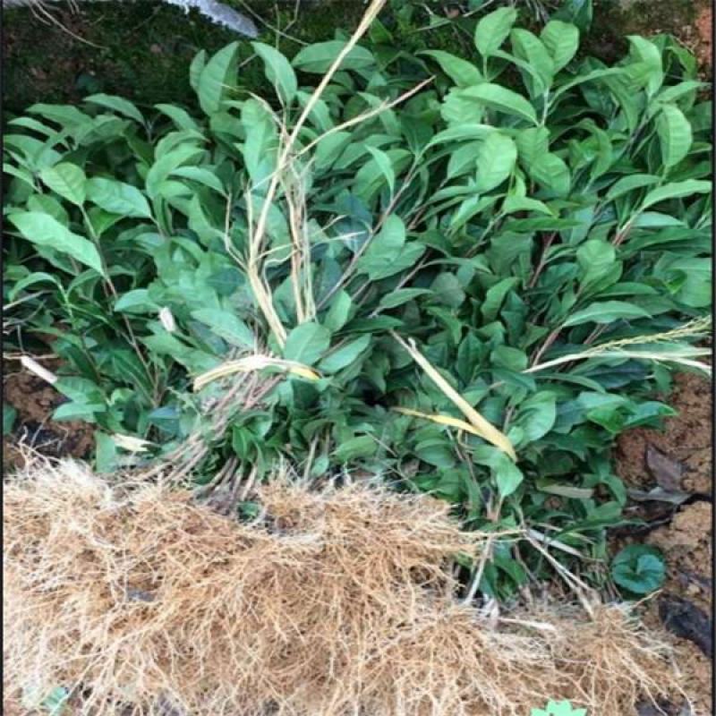 供应茶苗茶树苗两年苗龄黄金芽茶苗龙井茶苗金牡丹茶苗