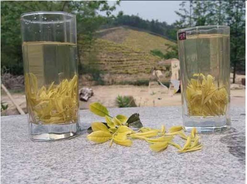 供应茶苗茶树苗两年苗龄黄金芽茶苗龙井茶苗金牡丹茶苗