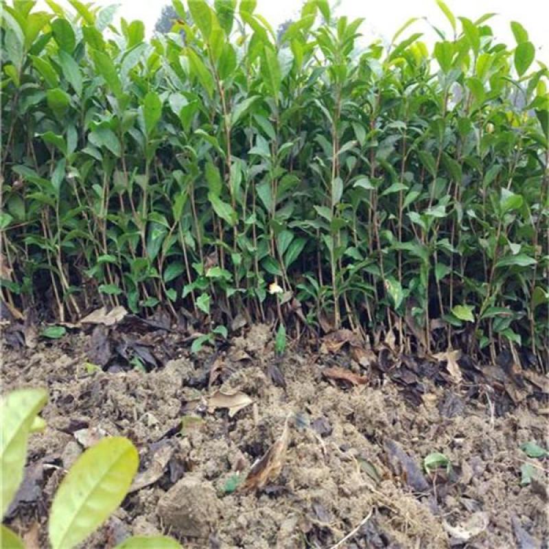 供应茶苗茶树苗两年苗龄黄金芽茶苗龙井茶苗金牡丹茶苗