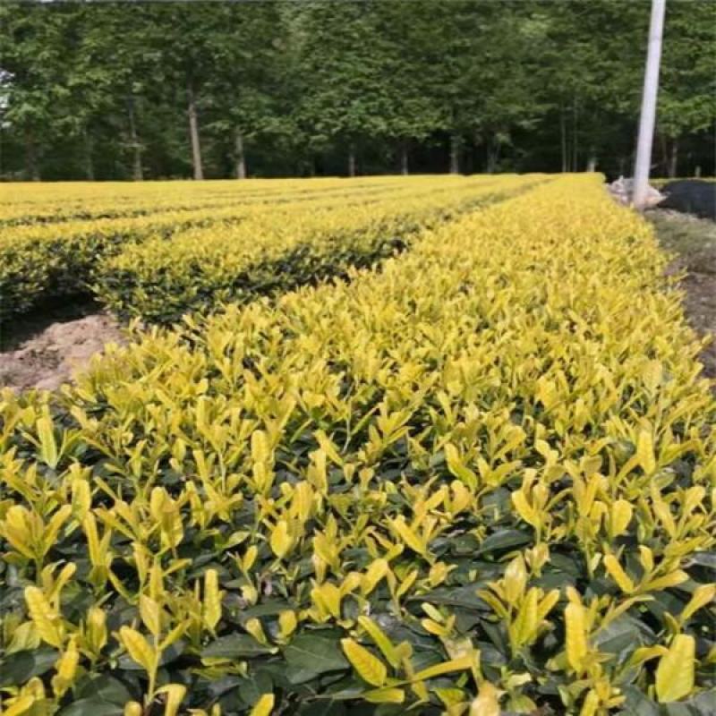 供应茶苗茶树苗两年苗龄黄金芽茶苗龙井茶苗金牡丹茶苗