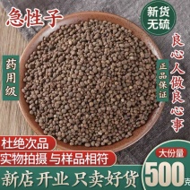 急性子中药材无硫新贷正品急性子500g