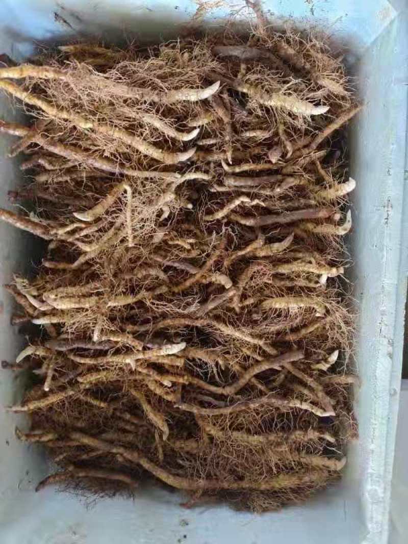 玉竹南玉竹