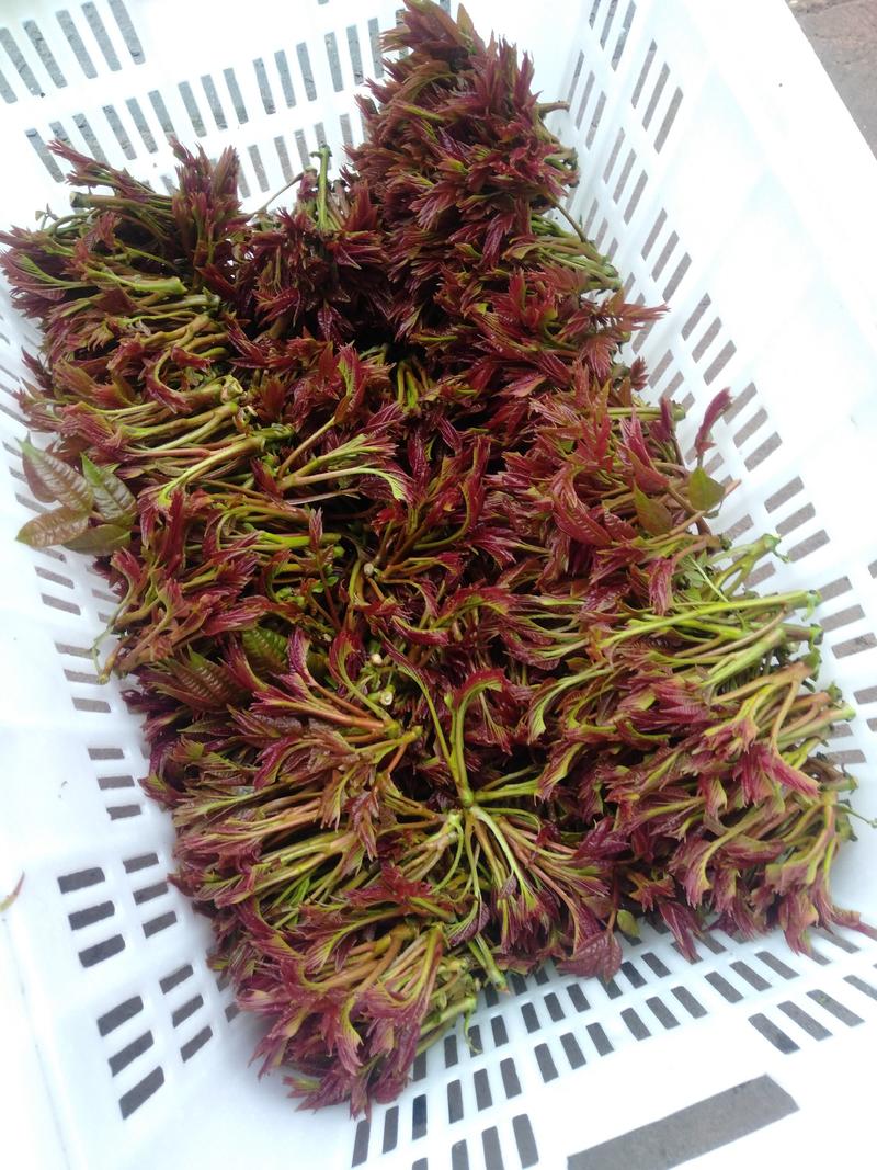 香椿芽，红油香椿，嫩尖，自己种的，可以打包代发