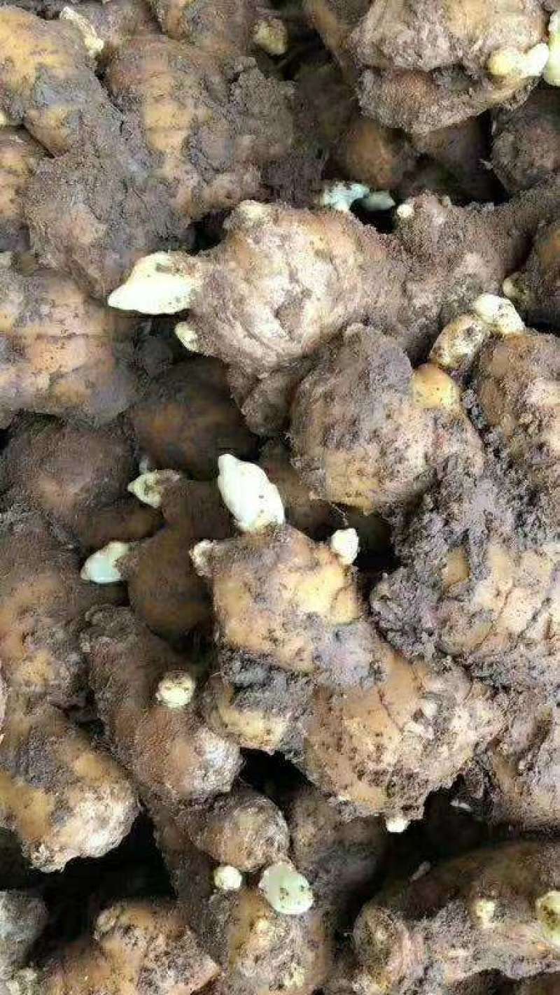 生姜批发生姜种植产地价格一手货源货源充足