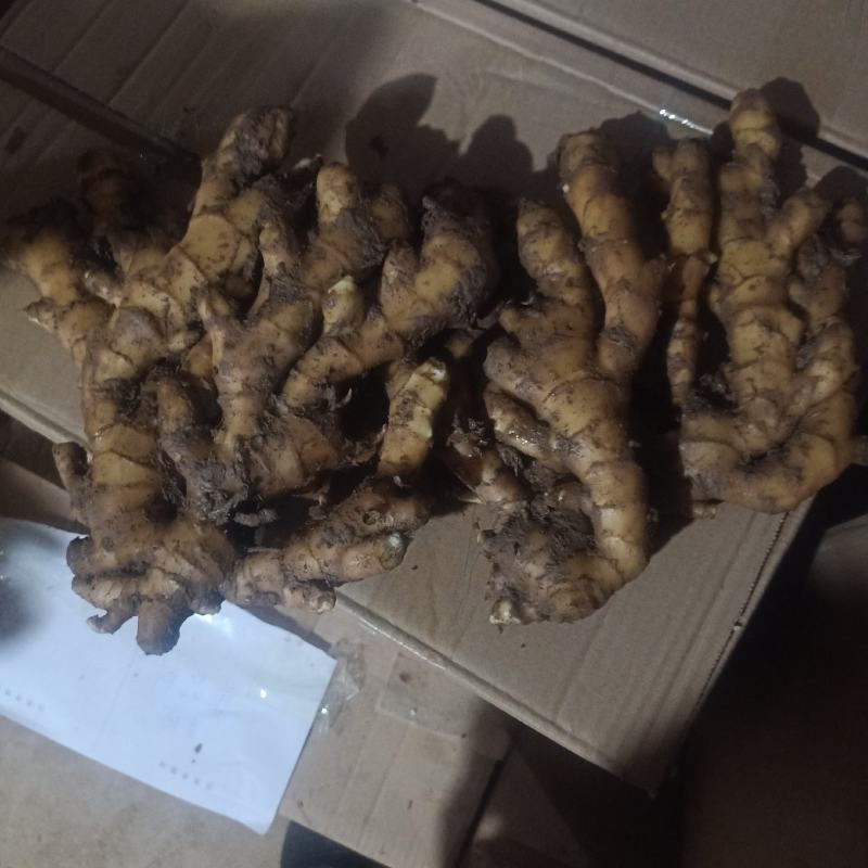 生姜批发生姜种植产地价格一手货源货源充足