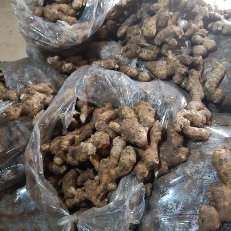生姜批发生姜种植产地价格一手货源货源充足