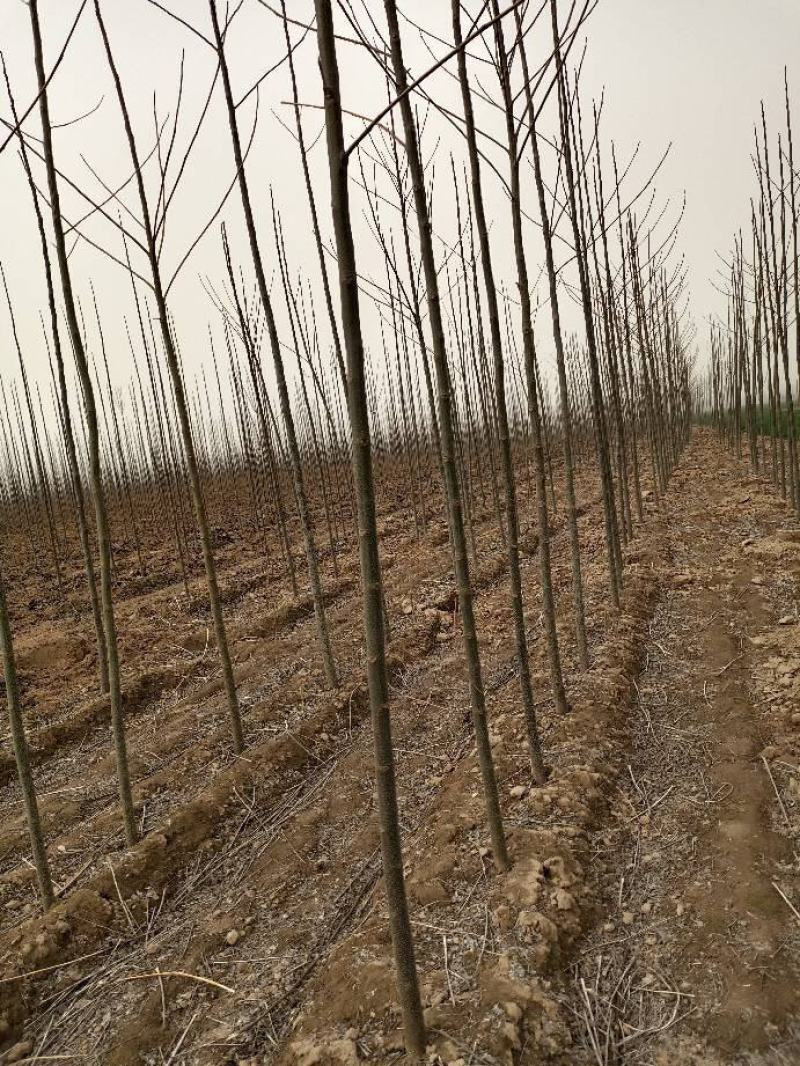 精品苦楝，自己苗圃，诚信经营，物优价廉