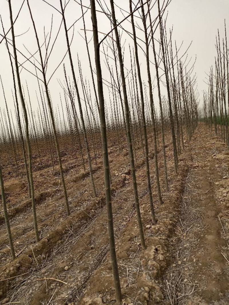 精品苦楝，自己苗圃，诚信经营，物优价廉