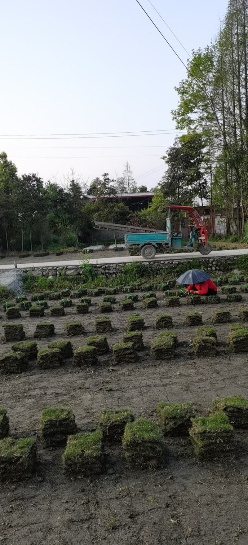 真草皮台湾二号草坪，混波草皮，百慕大草坪