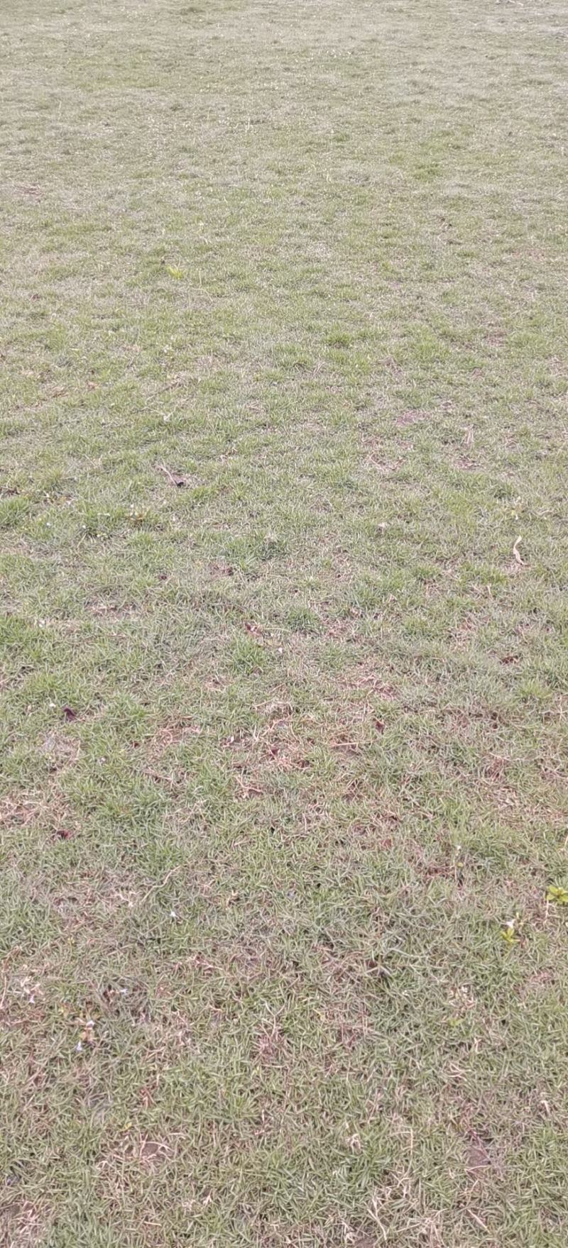 真草皮台湾二号草坪，混波草皮，百慕大草坪