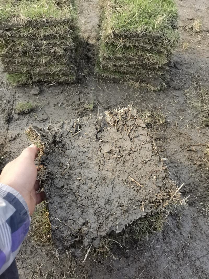 真草皮台湾二号草坪，混波草皮，百慕大草坪
