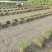 真草皮台湾二号草坪，混波草皮，百慕大草坪