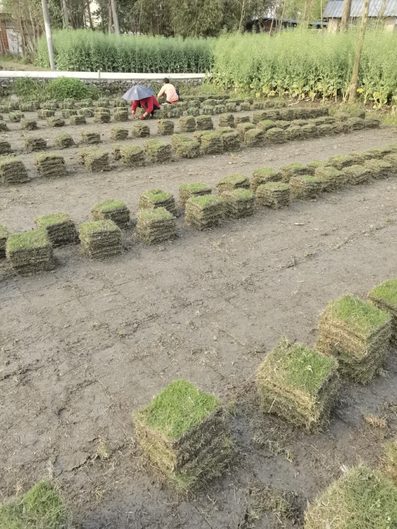 真草皮台湾二号草坪，混波草皮，百慕大草坪