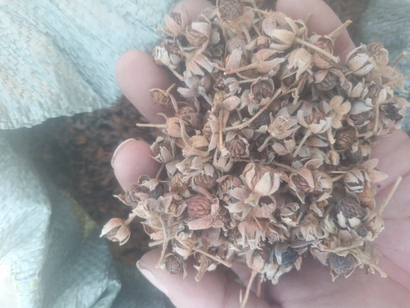 覆盆子小托盘山东临沂产地直销颜色好干度高